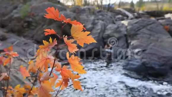 枫叶和流动的山河视频的预览图