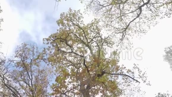 从上到根的树的景色视频的预览图