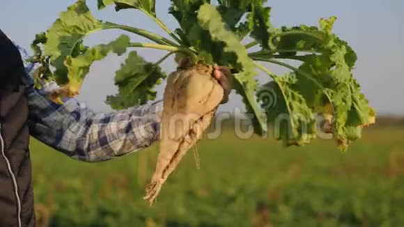 一位持有成熟甜菜的男性农民特写视频的预览图