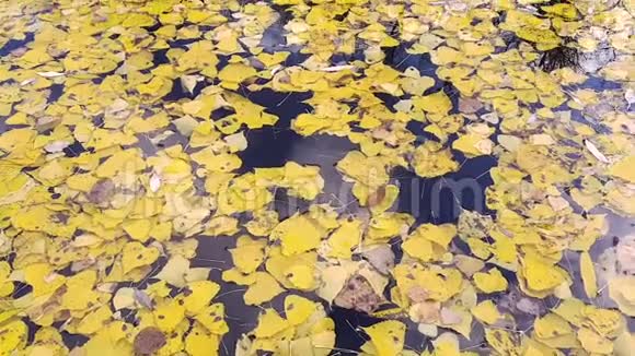 观浮在河面的黄色落叶天空映着云和树秋天视频的预览图