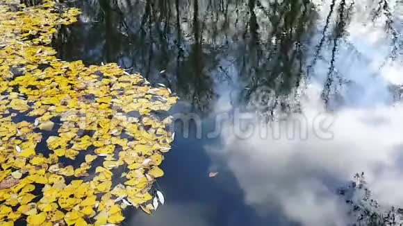 观赏漂浮在湖面上的黄色落叶天空映着云和树框架是静态的Au区视频的预览图