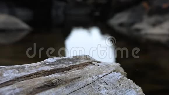 靠近山塘的木质树干视频的预览图