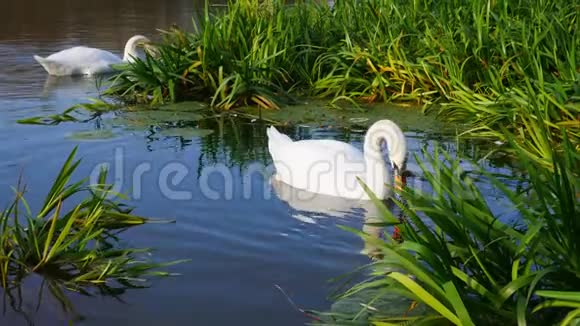 两只白色天鹅漂浮在被绿色河草包围的湖面上天鹅从湖底取出藻类视频的预览图