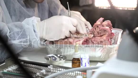 一名牙科实习生在猪的下巴上练习他技能牙医用一只猪的模型测试他的牙医技能视频的预览图