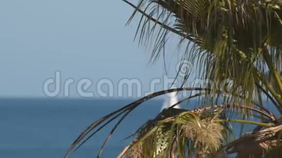 在明亮的海景下拍摄一张棕榈树枝的特写视频的预览图