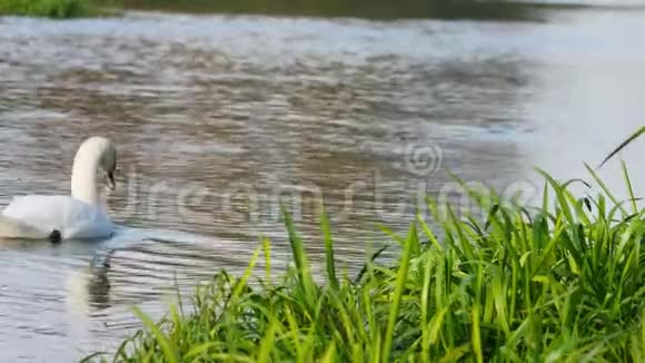 一只白天鹅游在靠近绿色水草的河面上视频的预览图