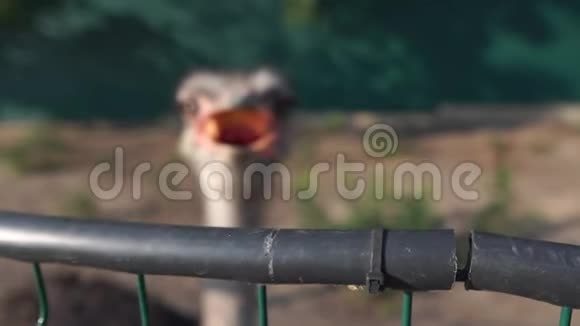 动物园中鸵鸟头部特写嘴张开动作缓慢视频的预览图