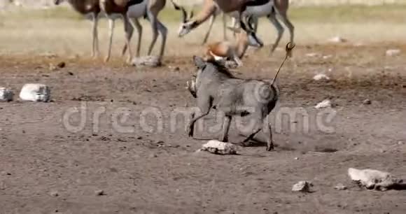 经营非洲猪Warthog非洲野生动物狩猎视频的预览图