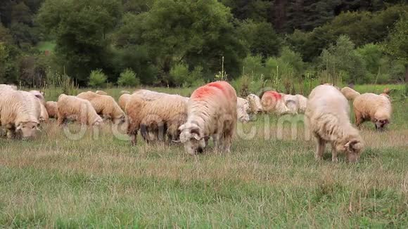 放牧的羊视频的预览图