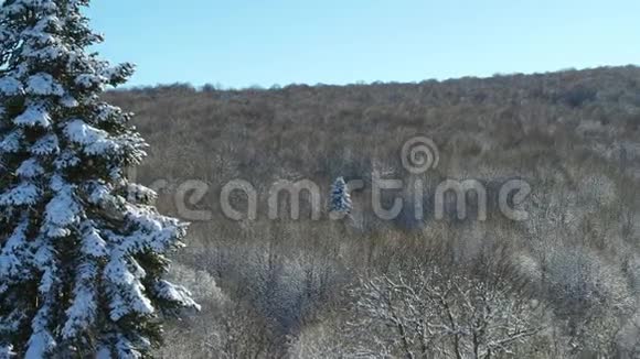 雪落在云杉的树枝上雪地里的树木俄罗斯的冬天空中射击视频的预览图