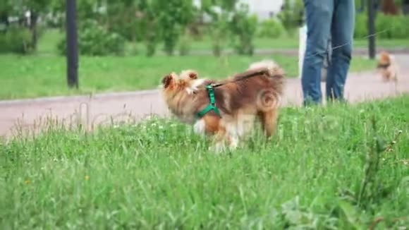 红色雪绒狗走在绿色茂盛的草坪上慢动作视频的预览图