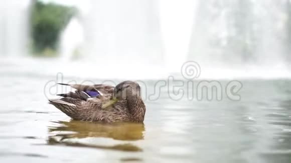 一只鸭子站在池塘的石头上缓慢地清理羽毛视频的预览图