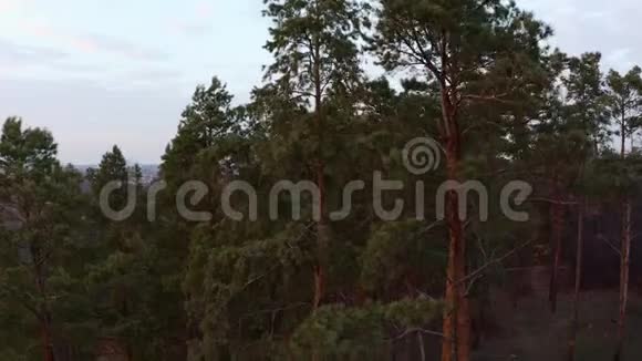 红日余晖中的松树视频的预览图
