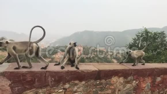 印度斋浦尔猴子在一座古老堡垒的栅栏上玩耍第3部分视频的预览图