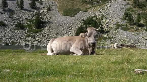 生态清洁区近山草地上的牛的肖像视频的预览图