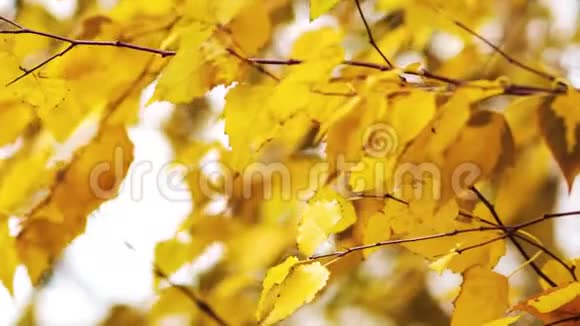 晴天桦树上的金叶视频的预览图