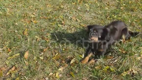 一只黑色无家可归的狗在户外吃东西秋天的时候草上黄叶视频的预览图