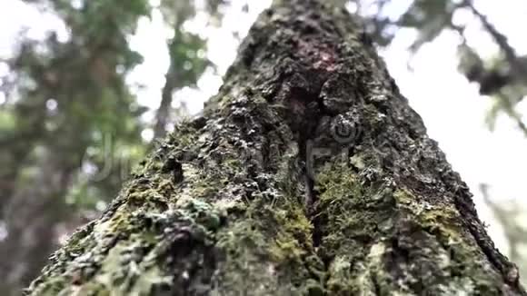 在森林和多云的天空背景上一棵老树干被绿色的苔藓覆盖着库存录像基本观点视频的预览图