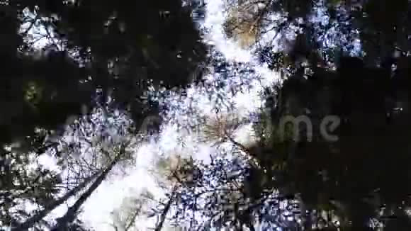 树的皇冠森林视频的预览图