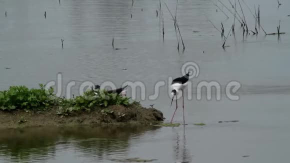 黑翼高跷沼泽鸟视频的预览图