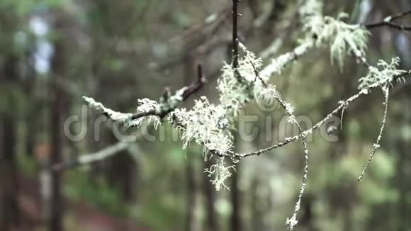 在一片模糊的夏林背景上一棵松树的细枝库存录像枯树枝摇曳视频的预览图