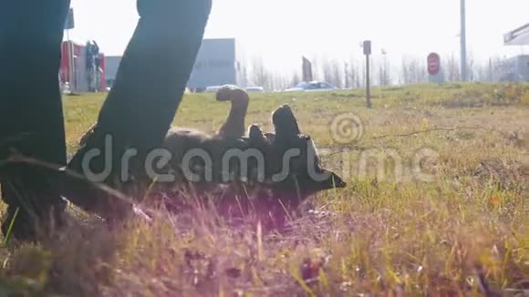 一只德国牧羊犬在教练的带领下在户外翻滚视频的预览图
