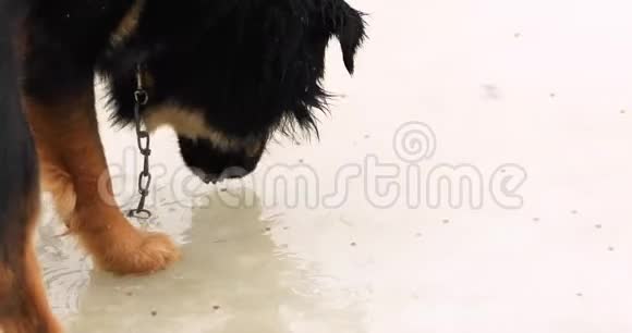 狗在雨中吃冰坑里的颗粒视频的预览图