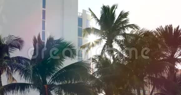 迈阿密海滩的棕榈树视频的预览图