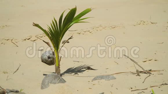 热带海滩上的椰子棕榈树发芽视频的预览图