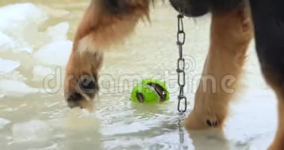 狗在雨中拿起网球视频的预览图