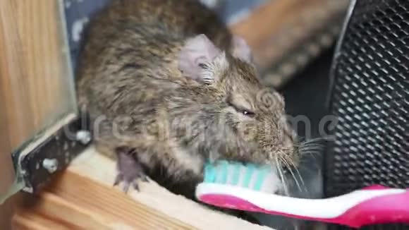 用牙刷冲洗啮齿动物或智利松鼠视频的预览图