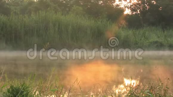 4k雾挂在湖面上阳光透过森林照射视频的预览图