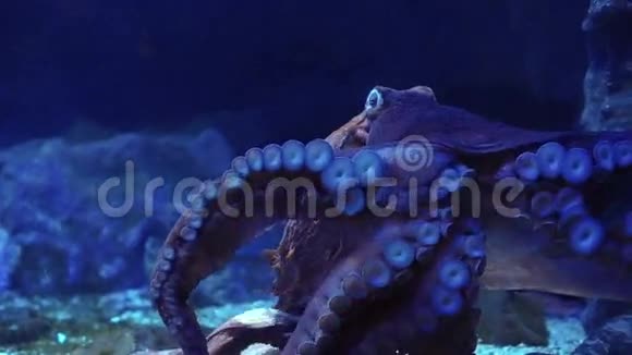 巨型章鱼将触须的吸力附着在水族馆的玻璃上视频的预览图