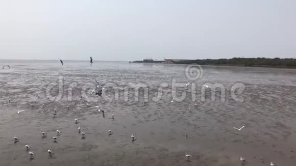 一群海鸥沿着海滩飞来飞去视频的预览图