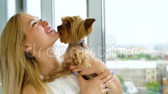 约克郡的小猎犬手里握着金发女郎亲吻她可爱的宠物视频的预览图