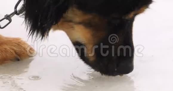 狗在雨中吃冰坑里的颗粒视频的预览图