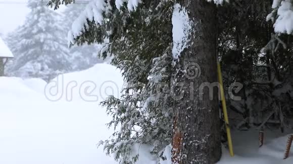 冬天的死雪覆盖了大自然视频的预览图
