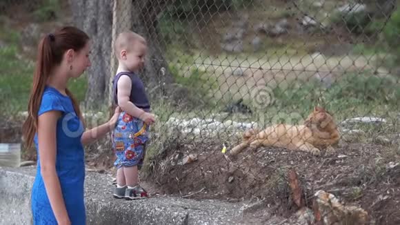 小宝宝和妈妈高兴地看着篱笆后面的红猫视频的预览图
