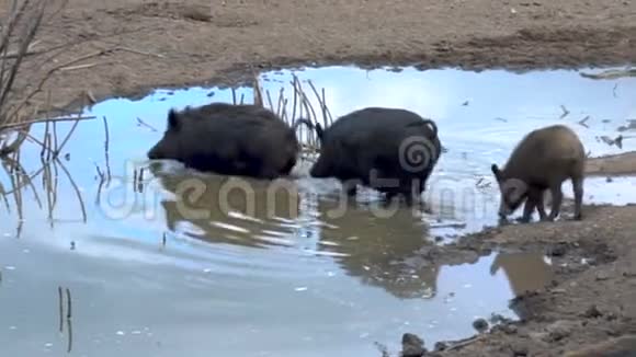 野猪穿过一条肮脏的小溪视频的预览图