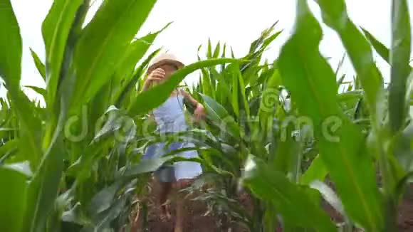 在阴天时戴着草帽的快乐小孩子通过玉米地跑到镜头前漂亮可爱的女孩视频的预览图