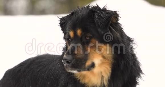在雨中分散的德国牧羊犬视频的预览图
