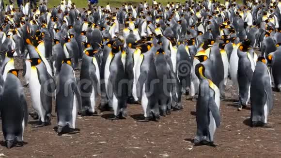 国王企鹅殖民地志愿者点视频的预览图