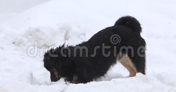 德国谢泼德在下雨时在雪地里挖土料视频的预览图