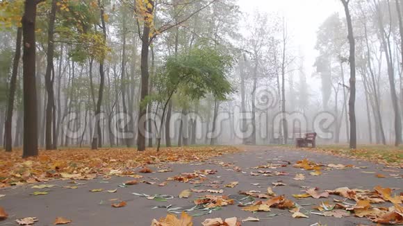 公园里的雾天早晨视频的预览图