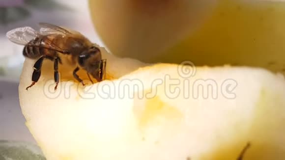 关闭蜜蜂吃切片苹果用水果喂养黄蜂视频的预览图