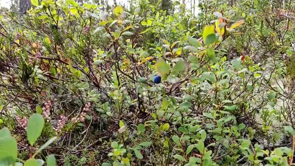 一位健康的欧洲女性在慢动作高清视频中从植物特写中捡起野生蓝莓视频的预览图