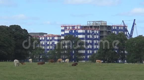 城里的奶牛视频的预览图