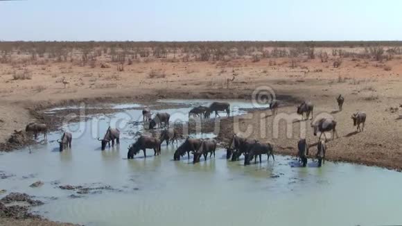 纳米比亚Etosha水洞的王尔德贝斯特视频的预览图