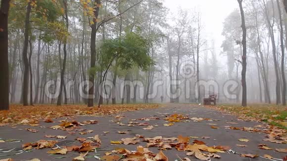 公园里的雾天早晨视频的预览图