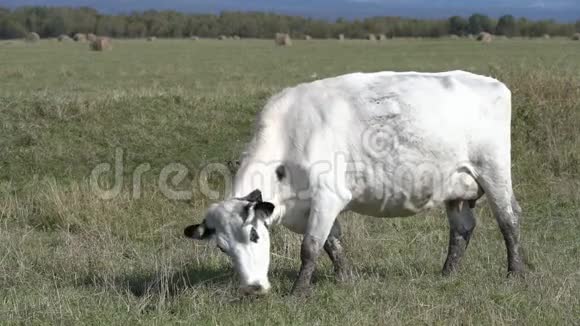 白奶牛放牧在农田吃青草视频的预览图